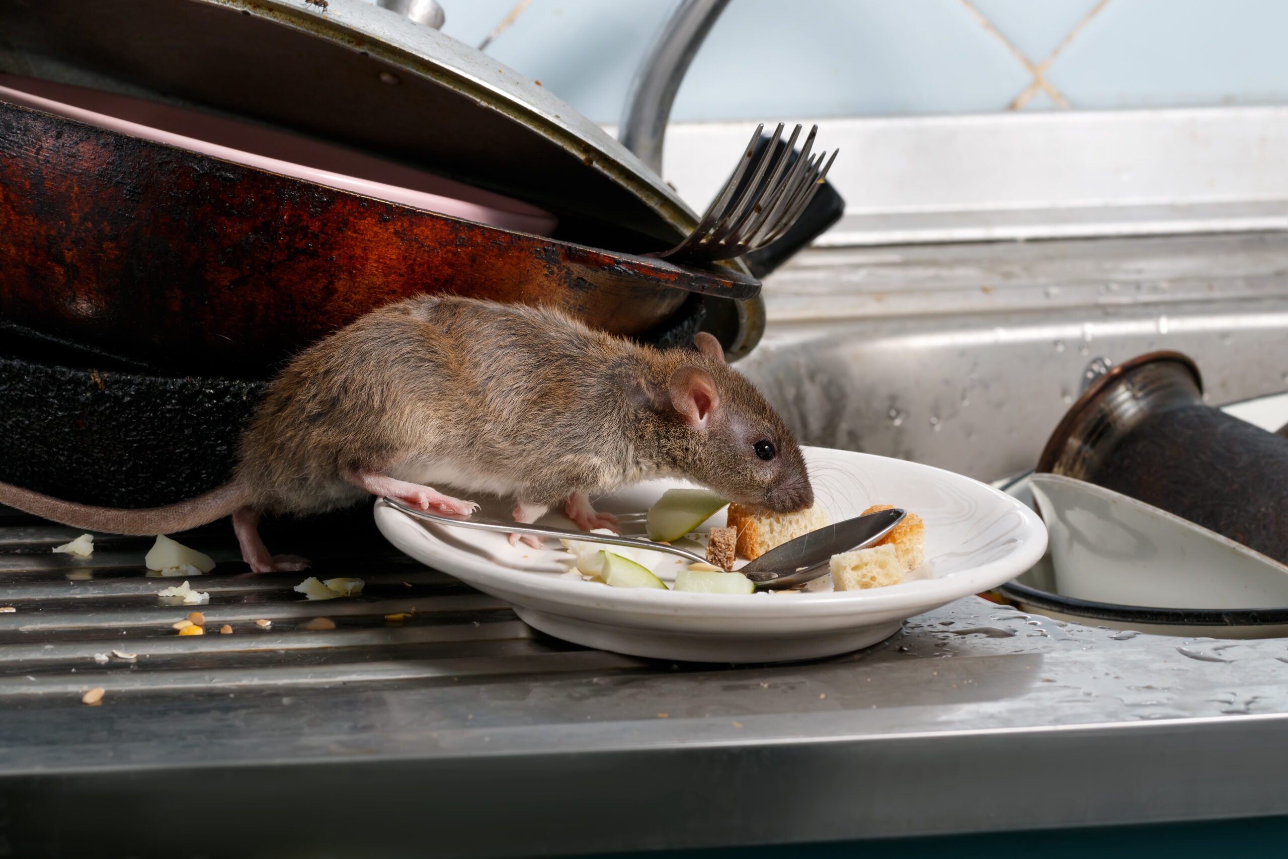 Over 10,000 Rat Fever Cases Reported In Sri Lanka This Year