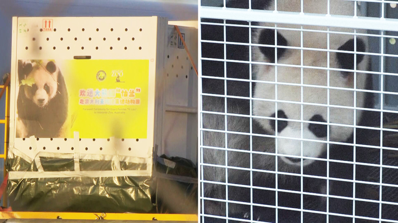 Giant Pandas Arrived In Australia Bound For Adelaide Zoo