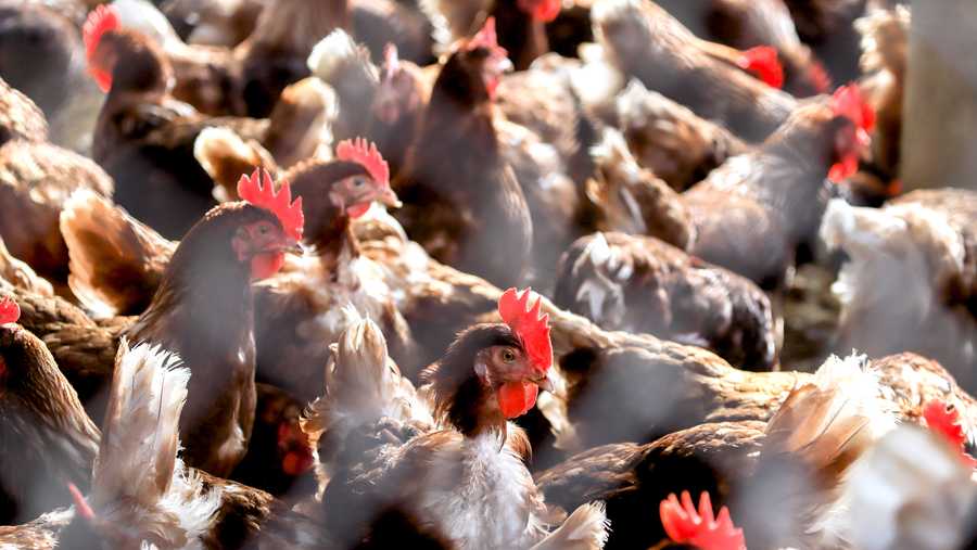 US: Bird flu detected in nearly 1 million chickens in southwestern Ohio county