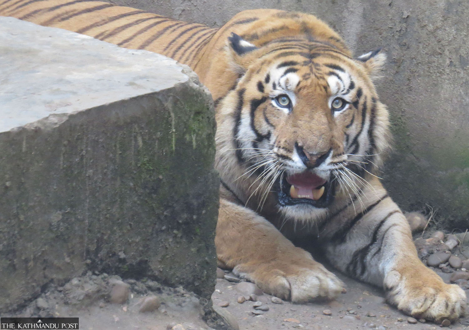 83 Dead In Animal Attacks In Nepal In Five Months