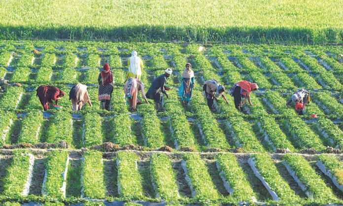 Pakistani Experts Call For Sustainable Agriculture Practices To Ensure Food Security