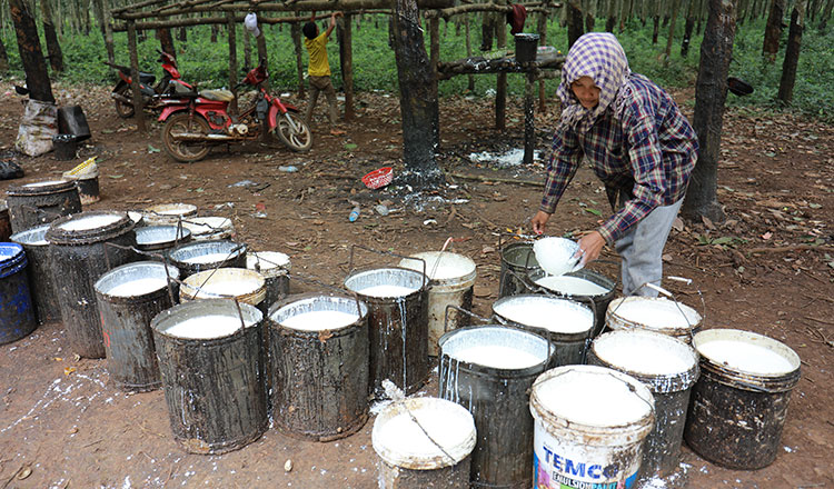 Cambodia Made Over 666 Million USD From Rubber Latex Exports Last Year