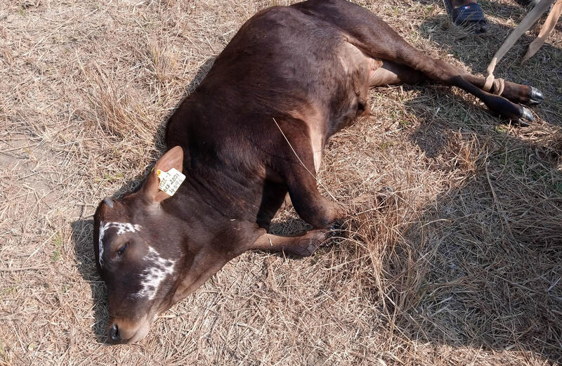 Kenya: Residents cautioned as Embu County reports outbreak of Bovine Anthrax