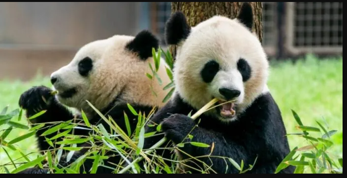 Giant Panda Couple Makes Public Debut In Washington