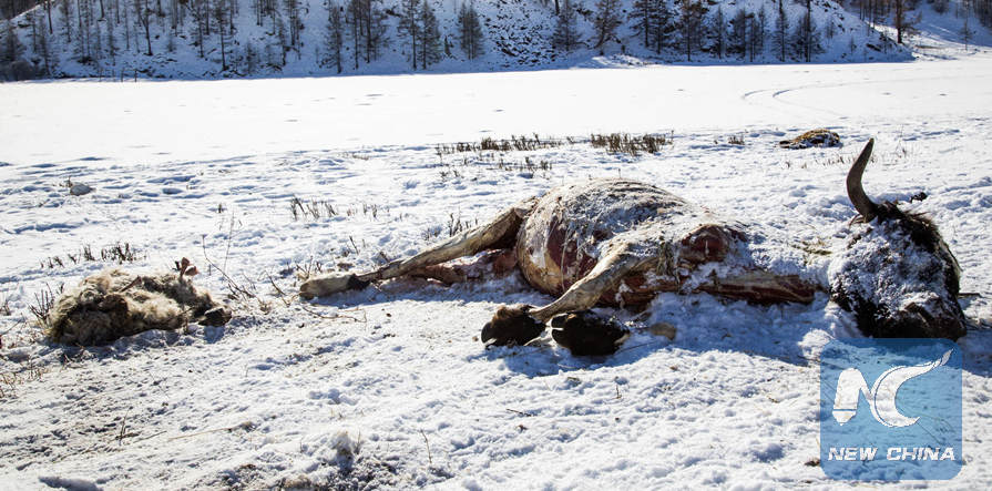 Overnight Temperature Dropped To Minus 44.4 Degrees Celsius In Western Mongolia