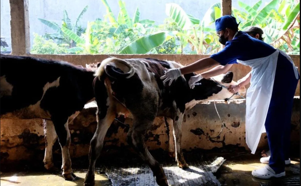 Indonesia Provides Four Million Vaccines To Combat FMD Outbreak