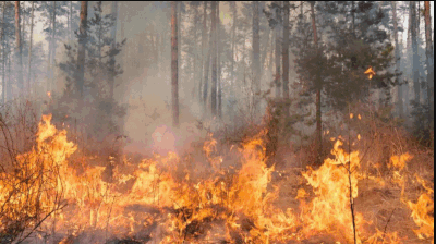 Forest Fire At Japan’s Maritime Self-Defence Force Range Continues To Burn