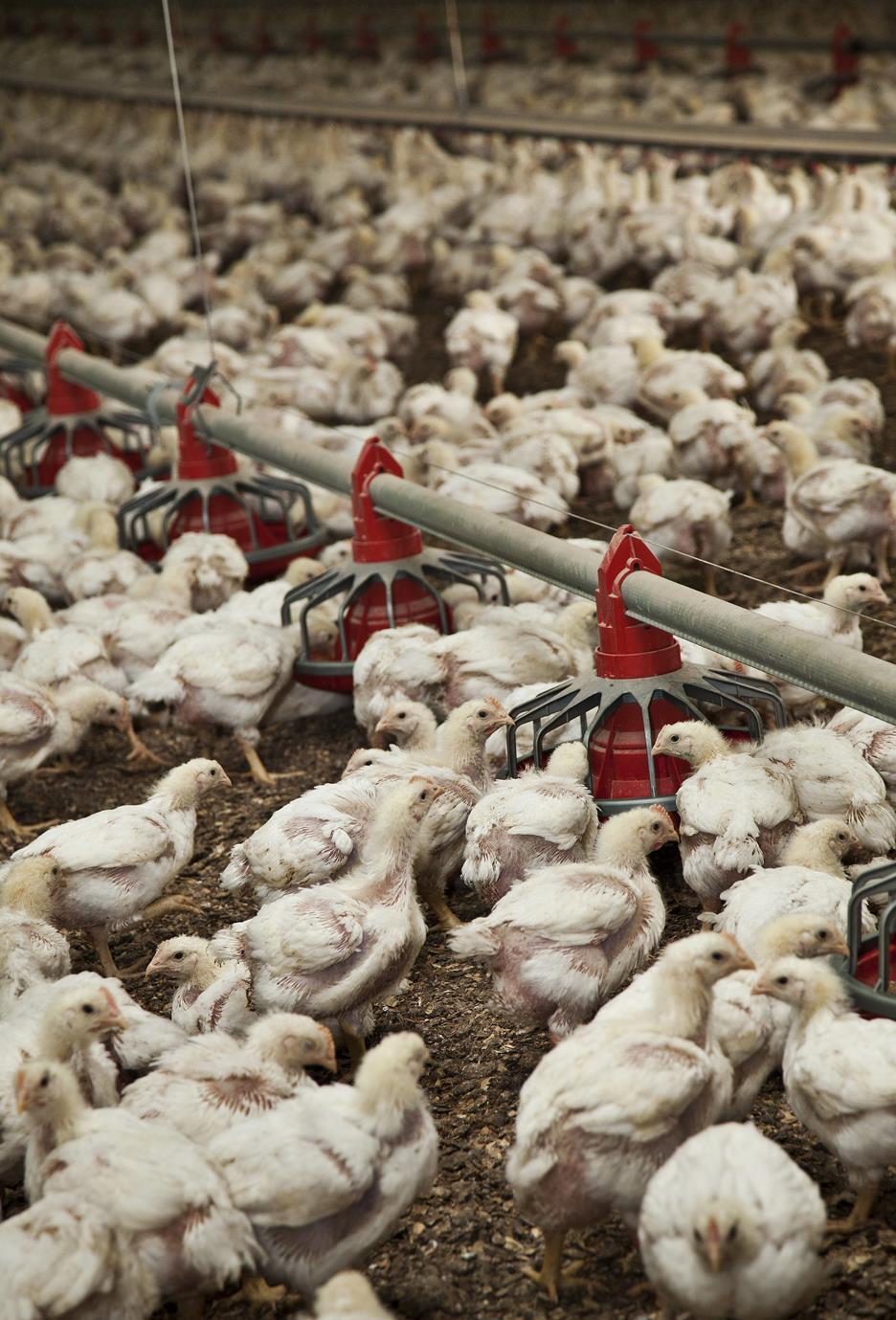 US reports first fatal H5N1 infection as avian flu strikes more poultry, cats