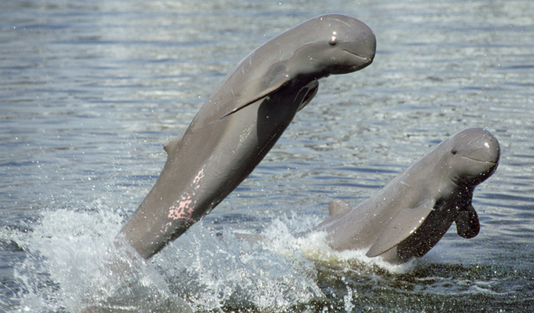 Cambodia Welcomes Second Newborn Rare Mekong Dolphin This Year