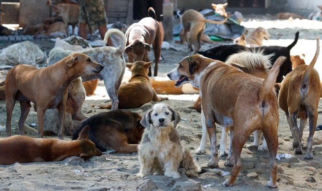 Feature: Sanctuary Brings Hope To Stray Animals In Myanmar