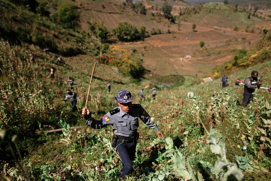 Myanmar’s Police Destroy Over 500 Acres Of Opium In Eastern Myanmar