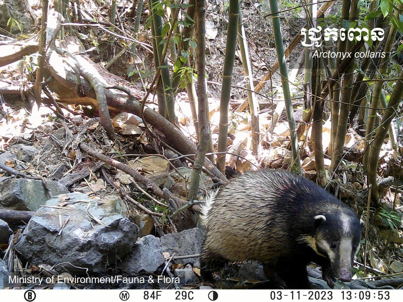 Survey Confirms Presence Of Many Rare Species In Cambodia’s Virachey National Park