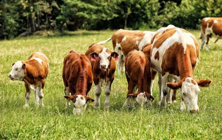 FMD case in Germany, UK bans all imports of meat and dairy from EU and EFTA