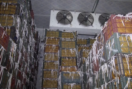 Afghanistan To Reactivate 14 Cold Storage Facilities To Support Farmers