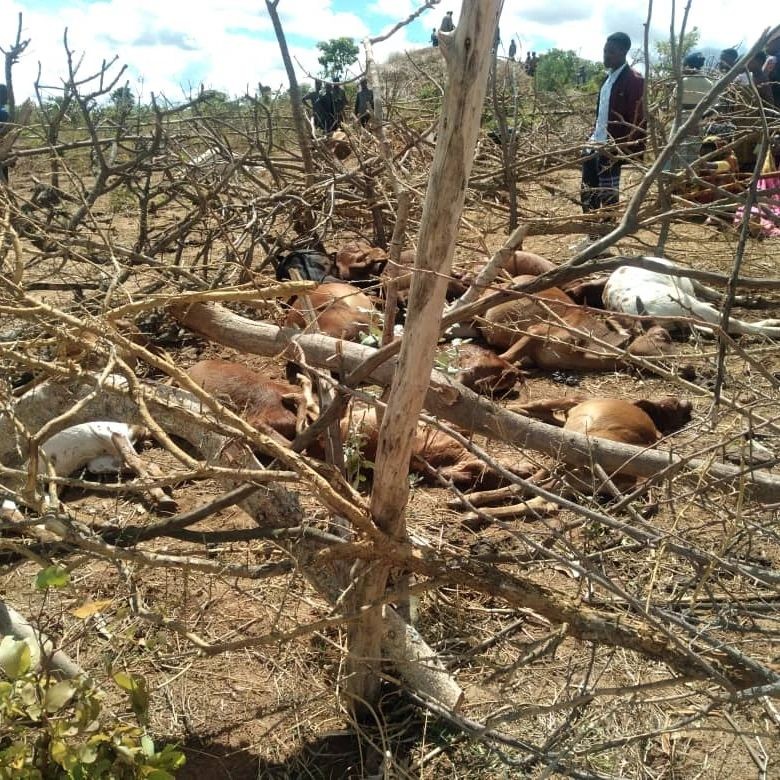 Tanzania: Lightning kills 50 cows worth 40m/- in Rukwa region