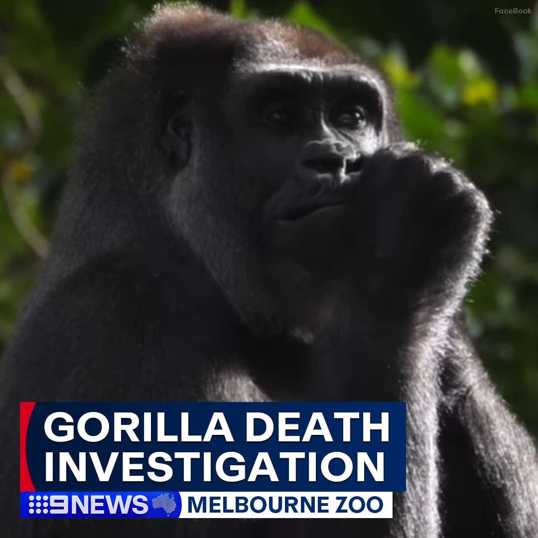 Melbourne Zoo Investigating Sudden Death Of Gorilla