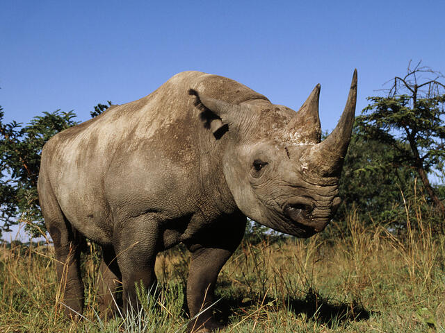 Tanzania: Black rhino boosts Mkomazi tourist traffic