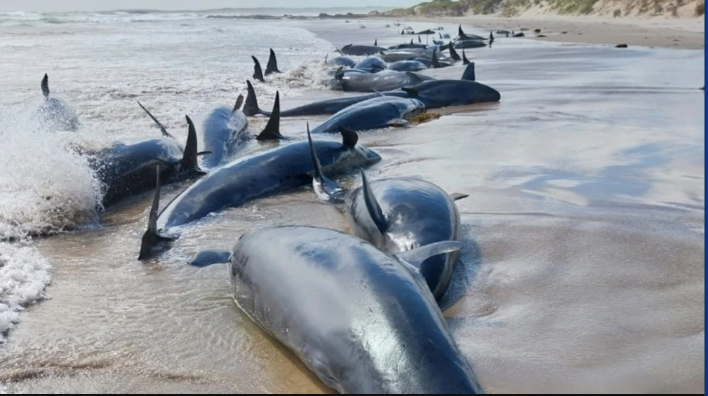 Australian Authorities To Euthanise 90 Stranded False Killer Whales