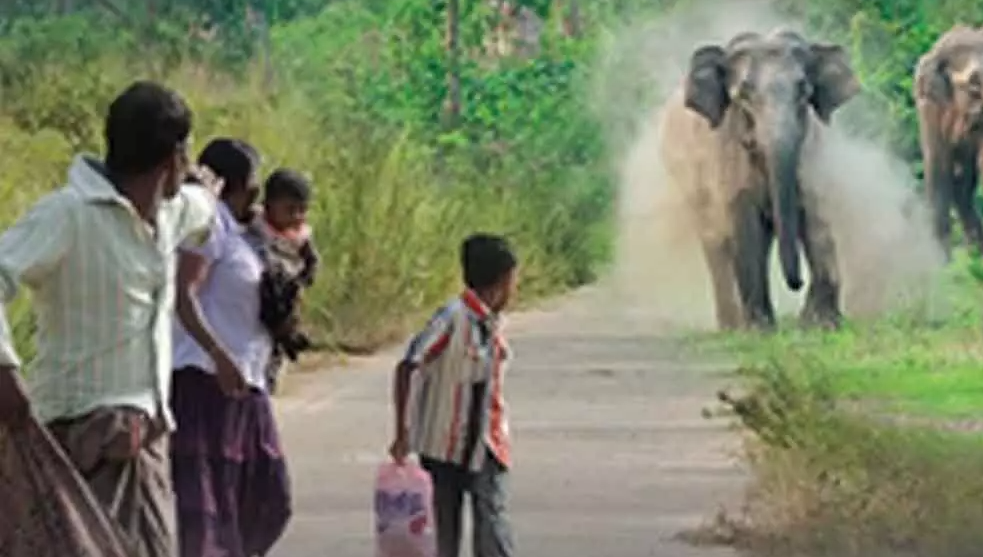 Sri Lanka Plans Elephant Corridors To Curb Human-Elephant Conflict