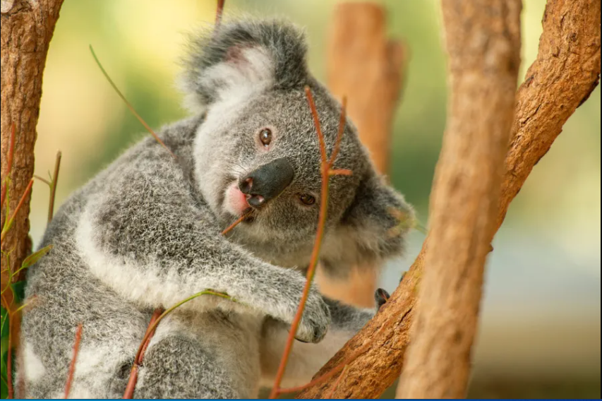 Report Reveals 9.6-Billion-USD Annual Cost Of Saving Australian Species From Extinction