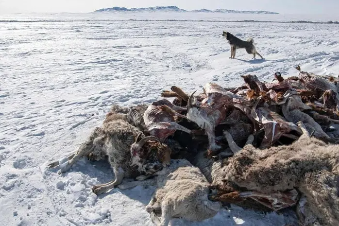 Harsh Winter Claims 7,500 Head Of Livestock In Mongolia, So Far, This Winter