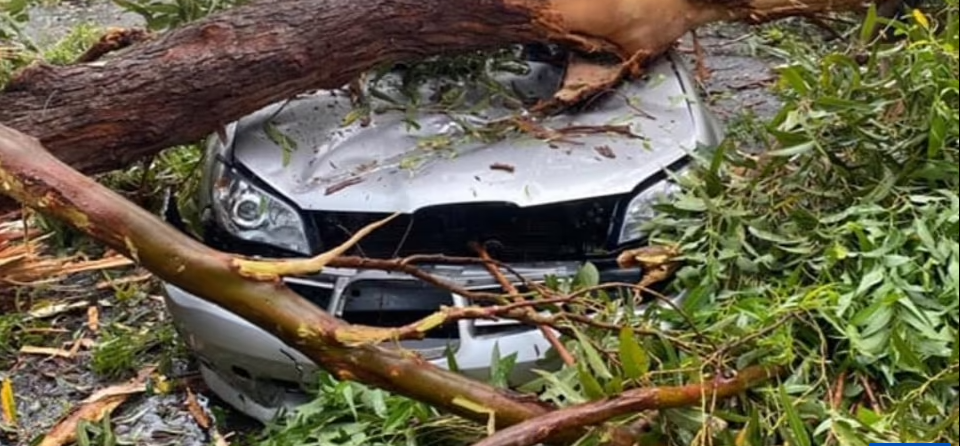 One Woman Died, One Hospitalised After Lightning Struck Tree In Sydney