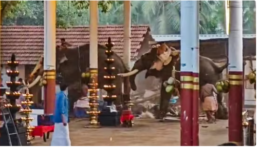 Three Killed, 30 Injured As Elephant Attack Triggered Stampede At Temple In Kerala