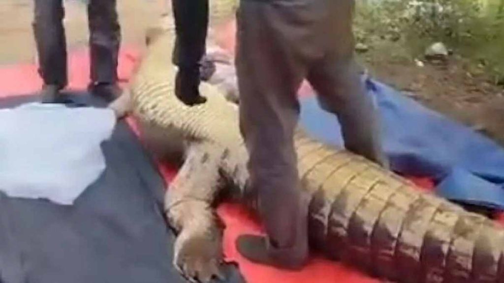 Australian Police Located Human Remains Inside Crocodile