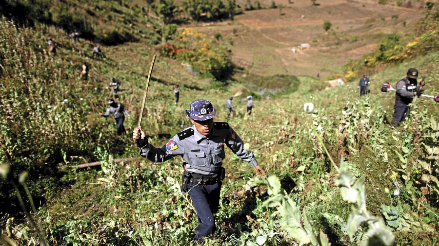 Myanmar Police Destroyed 30 Acres Of Poppy In Eastern State