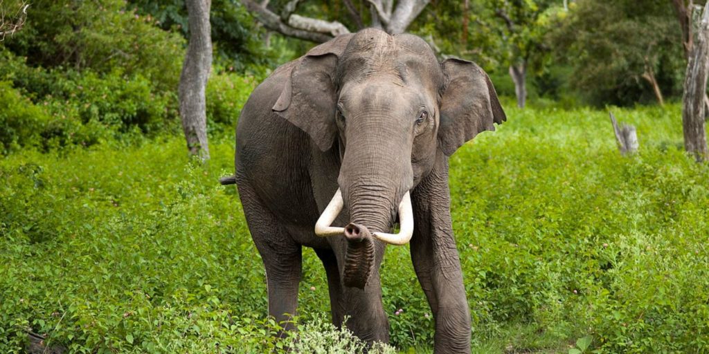 Elderly Couple Killed By Wild Elephant In Kerala