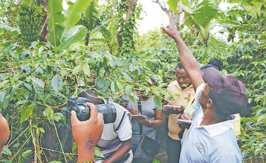 Tanzania coffee market balloons to 620bn/-