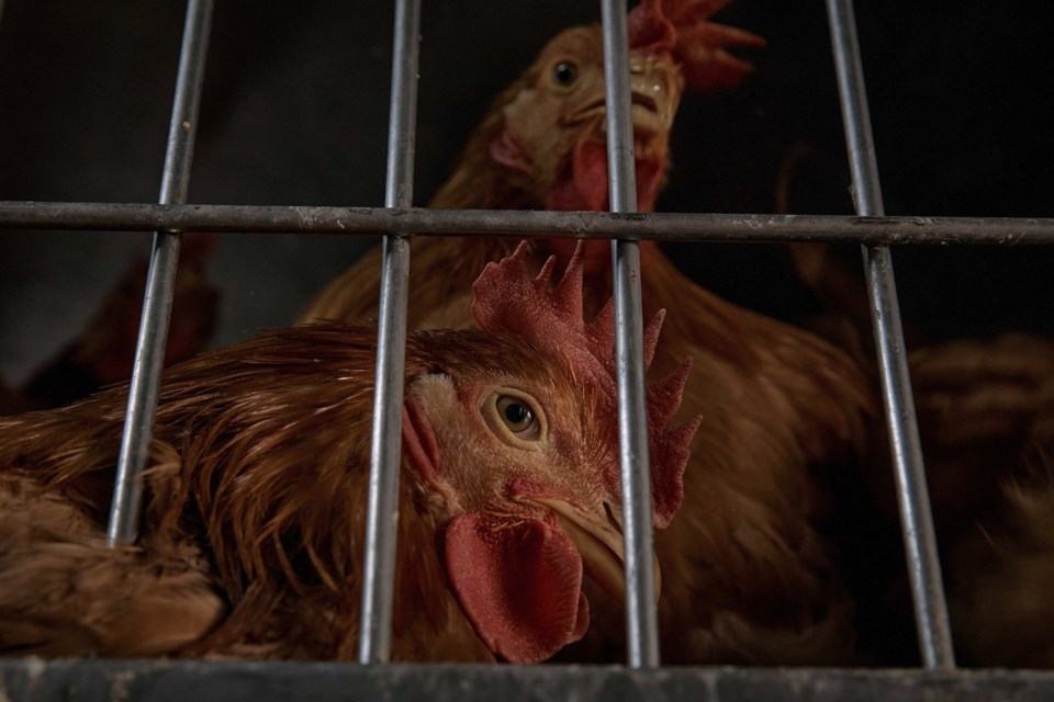 Race to sell chickens after New York City live poultry markets ordered shut due to avian flu