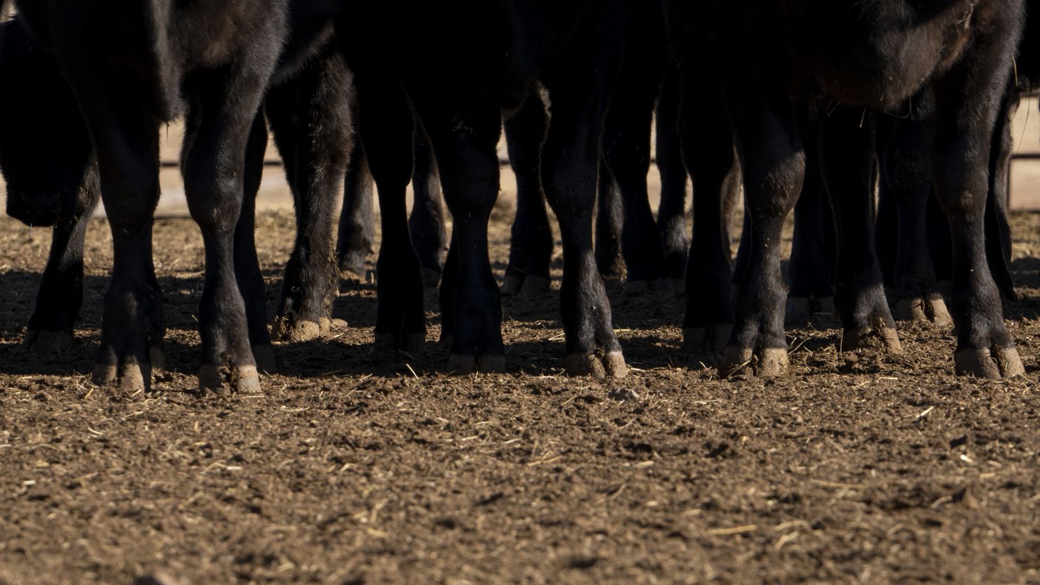 US: Dairy herds in Nevada test positive for newer bird flu strain that’s been linked to severe human infections