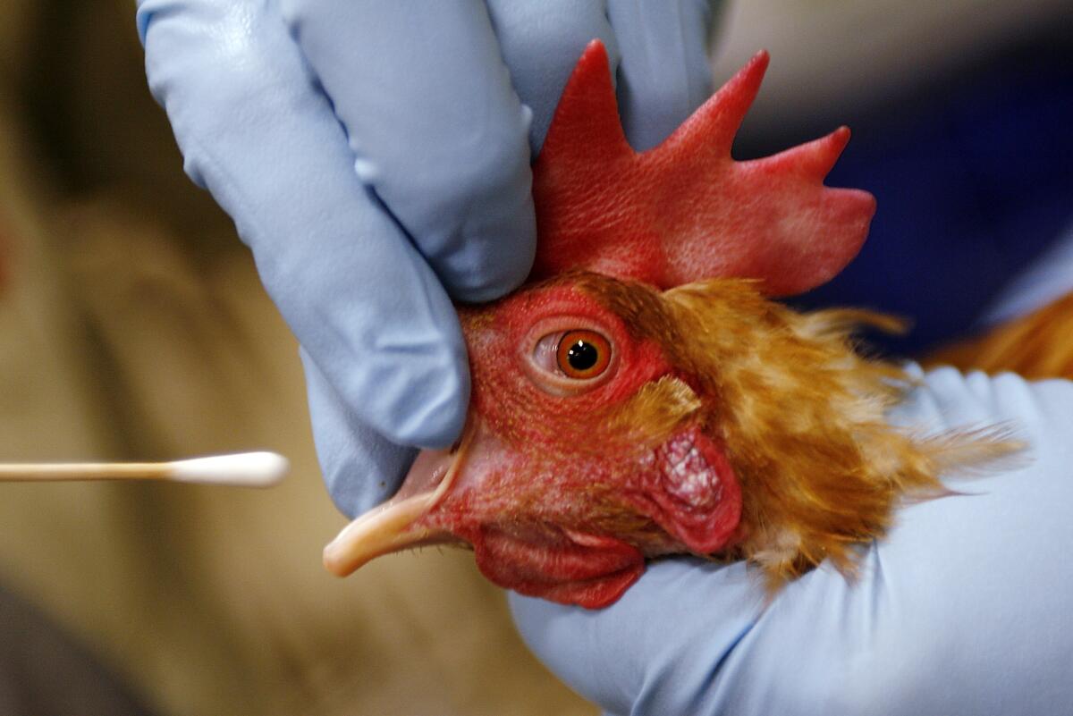 US: Woman hospitalised in Wyoming with H5N1 bird flu; 70th human case in the US