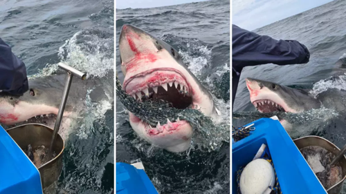 Emergency Search Underway For Fisherman Feared Taken By Shark Off Australia’s East Coast