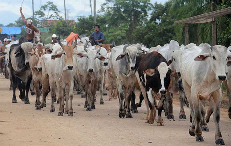 Bolivian meat producers declare emergency after export ban