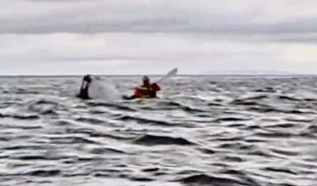 Whale swallows kayaker in Chile then spits him out