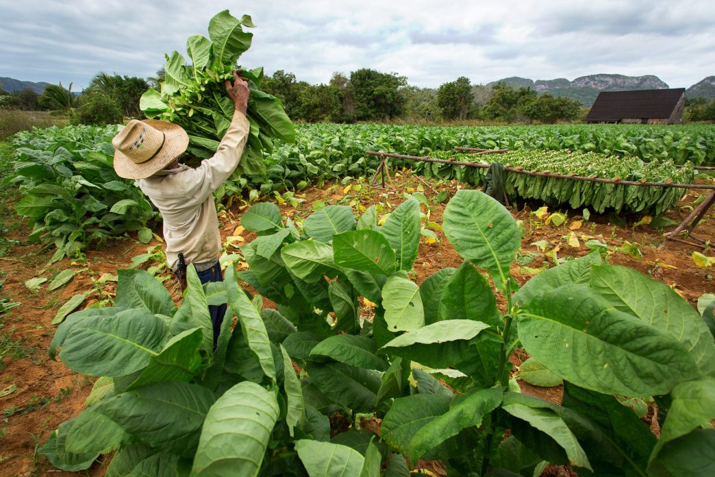 Tanzania: Pres Samia fulfills 13bn/- pledge for tobacco farmers