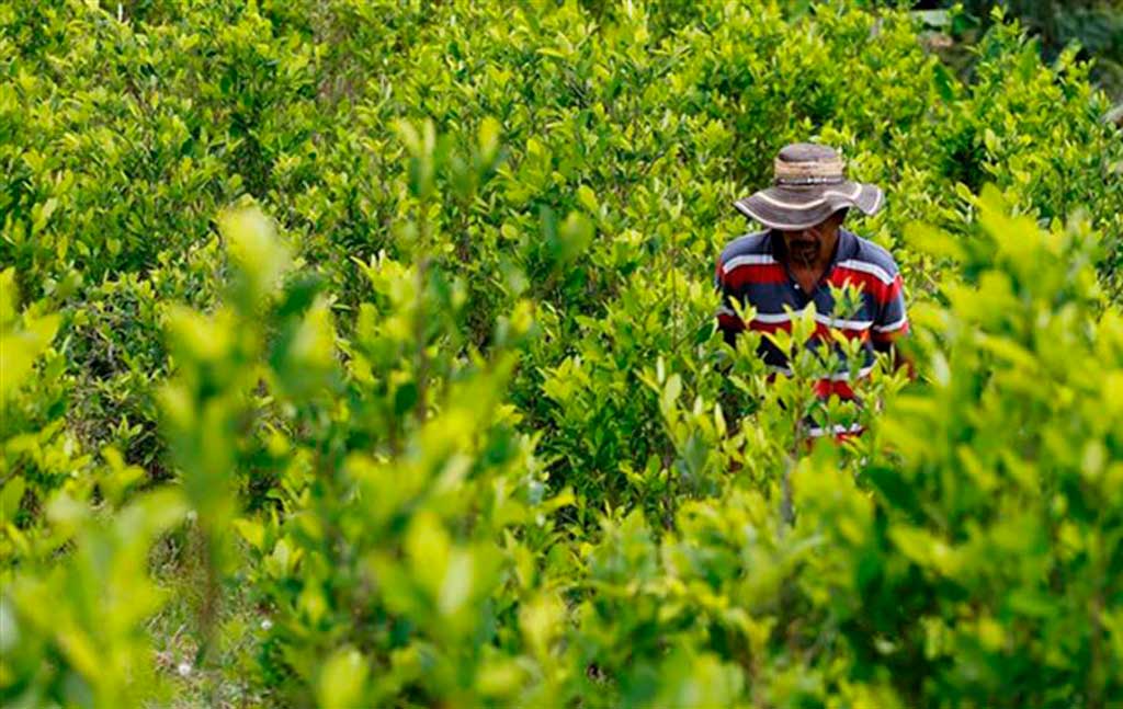 Colombia: Start coca crop replacement program highlighted