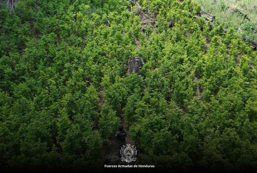 Coca and marijuana plantations seized in northern Honduras